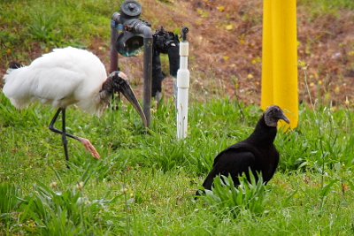 [Wood stork is walking through the grass from left to right. A black vulture stands in the grass on the right. This vulture has a grey head and all the rest is black. Its body is nearly as big as the wood stork's.]